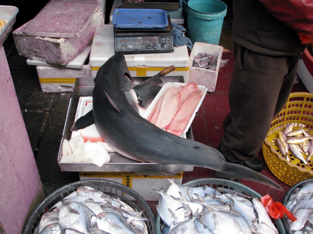 Shark on Yongkang Lu | Photo by David Perry
